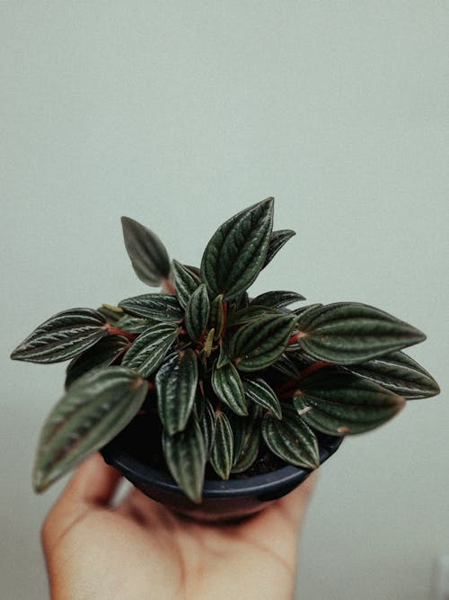 A Person Holding a Potted Peperomia Plant