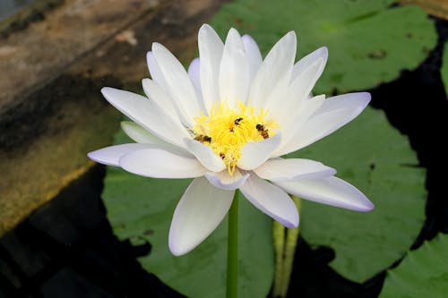 Free stock photo of flower, lotus, puddle Stock Photo