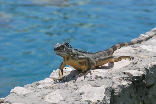 A green iguana sunbathing on rocks by the sea, showcasing its natural habitat.