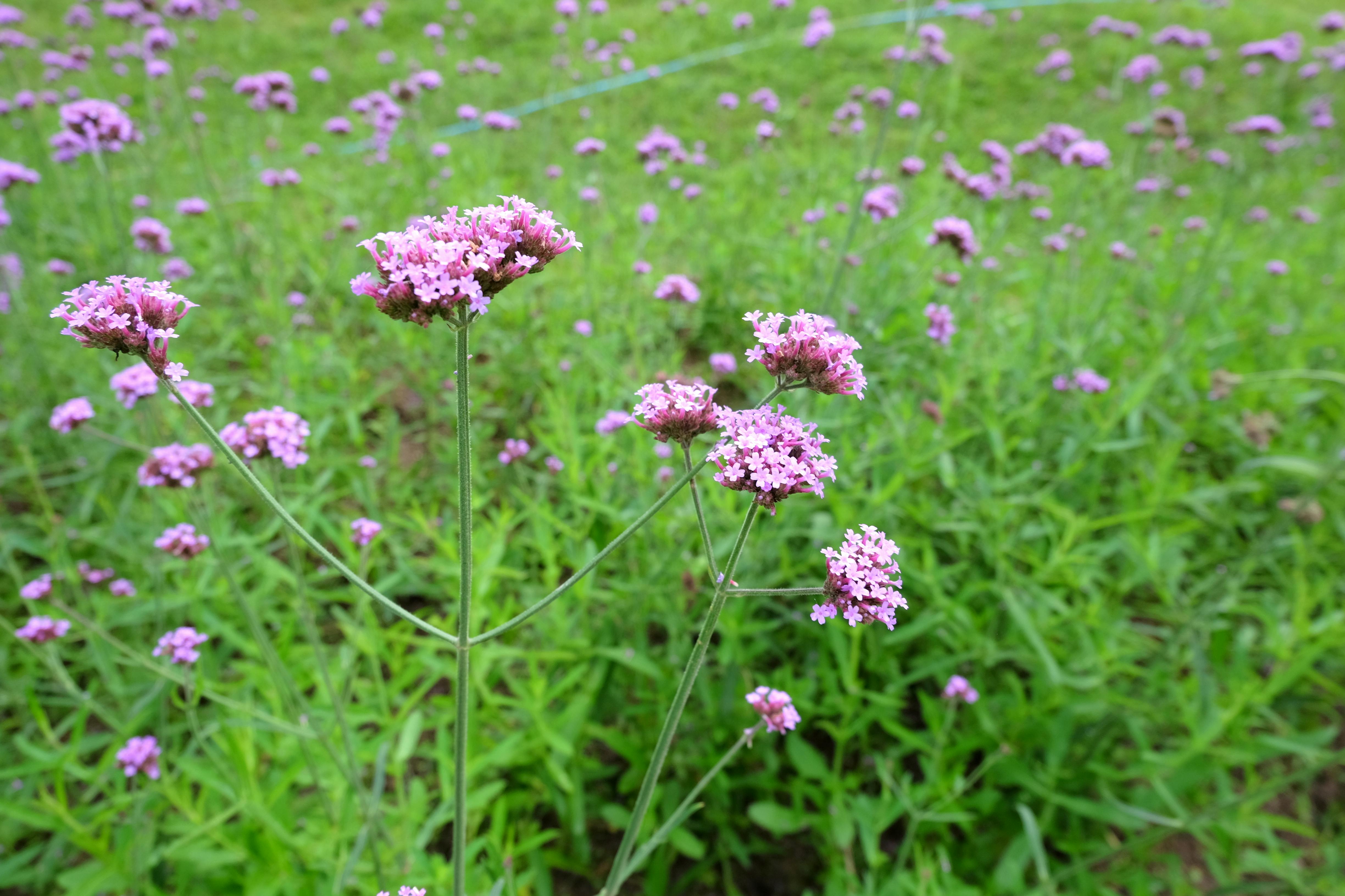 Free stock photo of flowers, green, nature