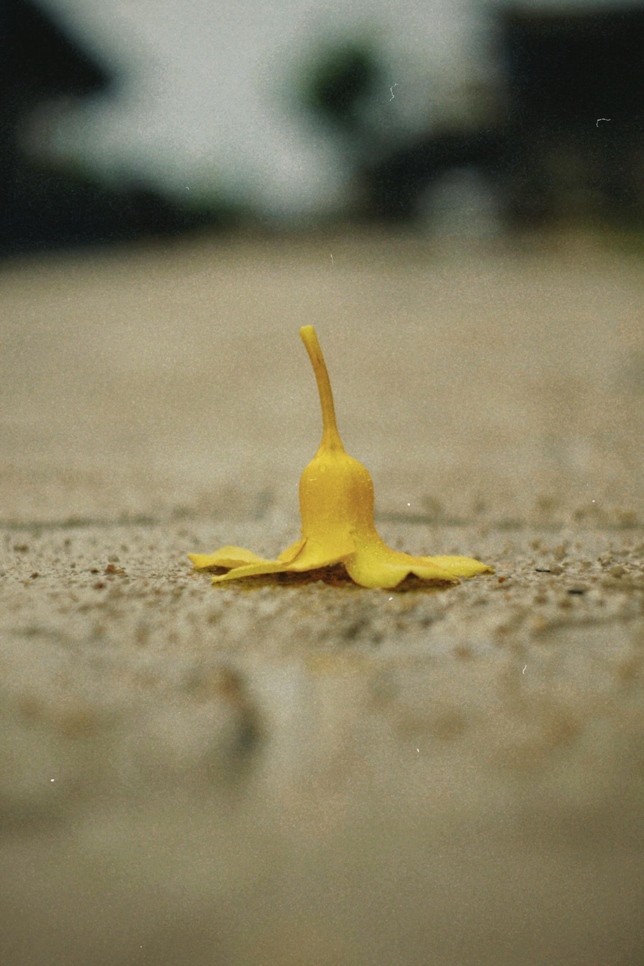 Close-up of a solitary yellow flower petal lying on the ground in Breves, Brazil.