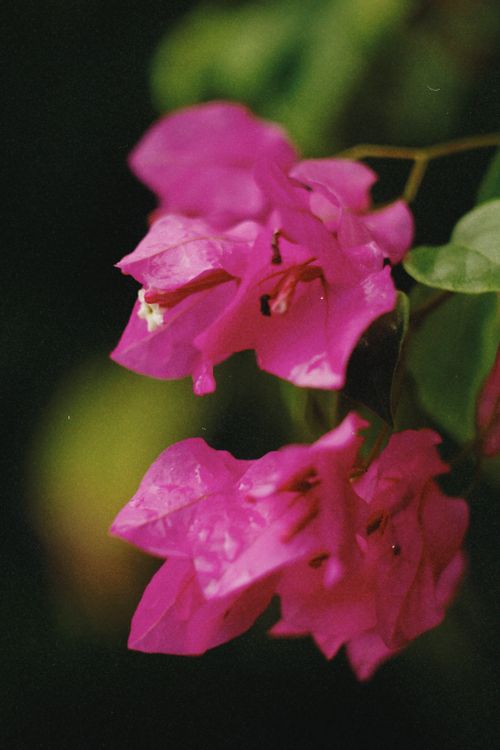 Free Close-up of vivid pink bougainvillea flowers against a lush green background. Stock Photo