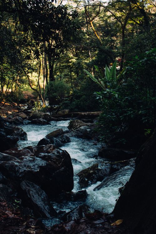 Free Tranquil forest stream cascading over rocks surrounded by lush greenery, perfect for nature lovers. Stock Photo