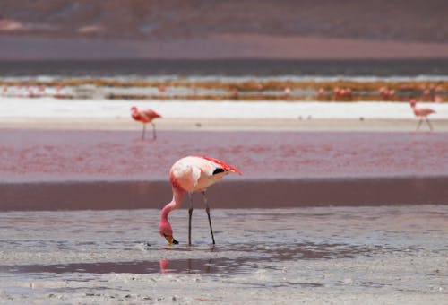 PINK FLAMINGO BOLIVIA