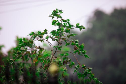 Ingyenes stockfotó zöld levelek fa témában