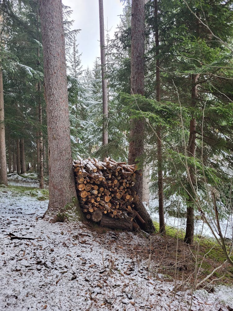 Firewood Stacked Among Trees In Forest