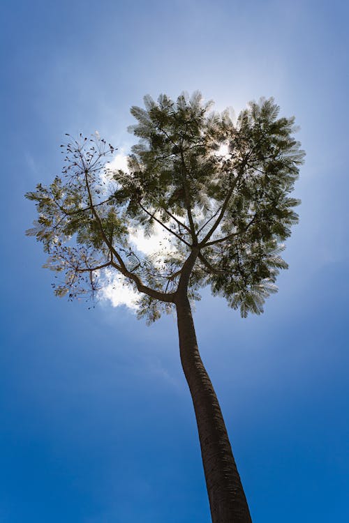 Imagine de stoc gratuită din arbore, cer senin, fotografie cu unghi mic