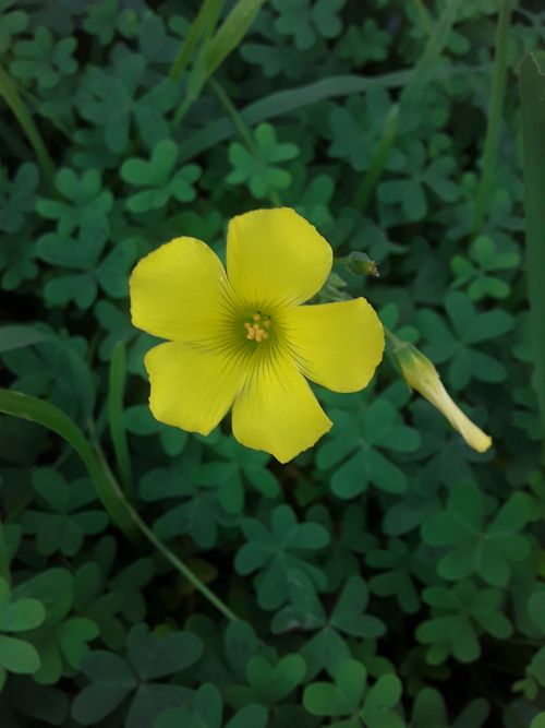 Free stock photo of green, rose Stock Photo