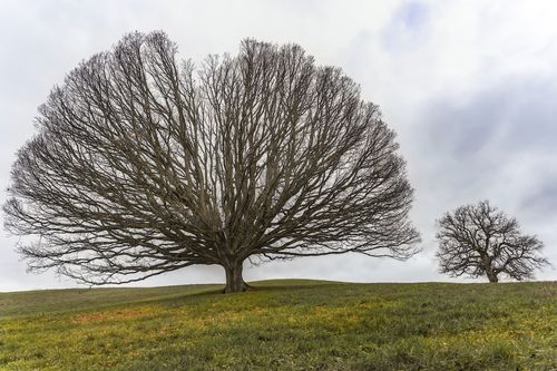 Free Stunning view of two bare trees in a grassy field beneath a cloudy sky, showcasing nature's beauty. Stock Photo