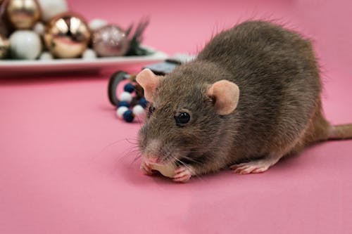 Close Up Photo of Rat on Pink Surface