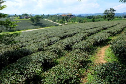 Free stock photo of green, plantation, tea