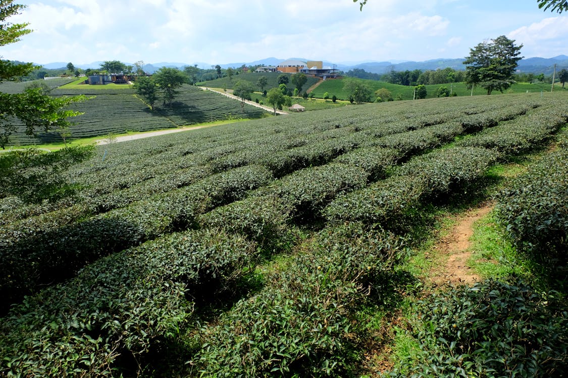 Free stock photo of green, plantation, tea