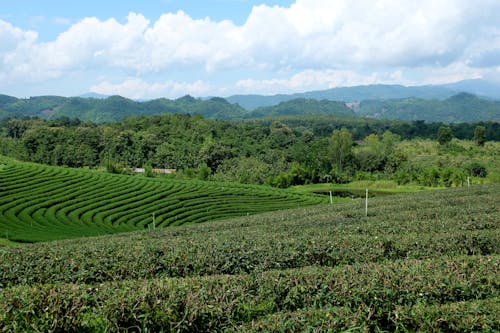 Photos gratuites de plantation, thaïlande, thé