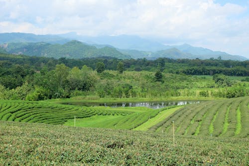 Kostnadsfri bild av grön, plantage, te
