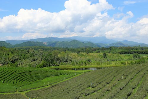 Free stock photo of green, plantation, tea