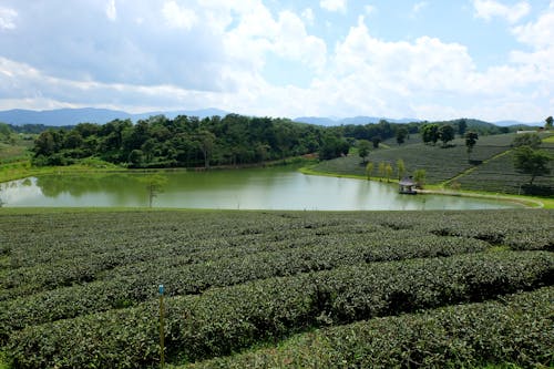 Free stock photo of green, plantation, tea