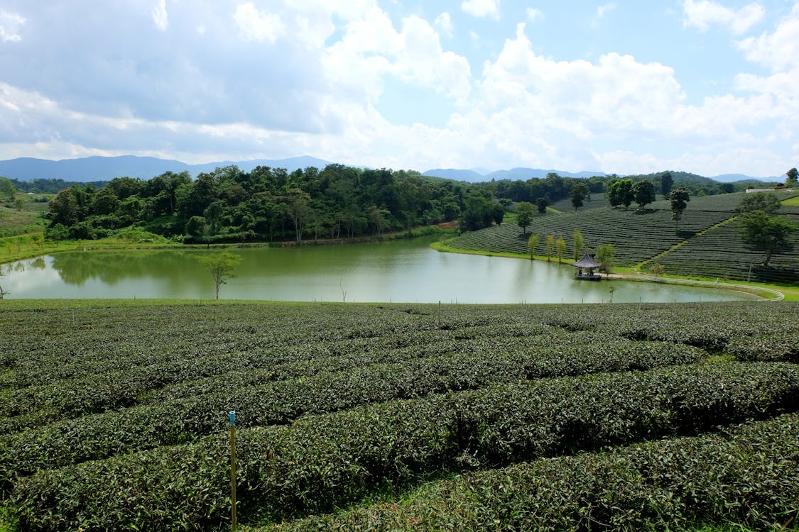 Immagine gratuita di piantagione, tailandia, tè