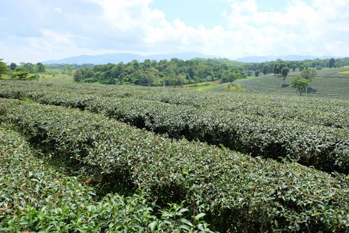 Kostnadsfri bild av grön, plantage, te