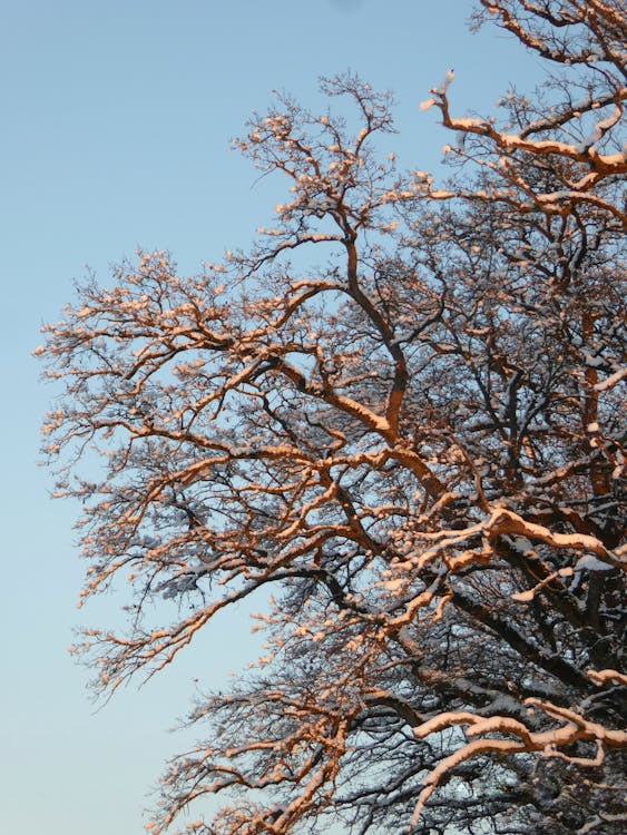Photos gratuites de arbre, branches, ciel bleu