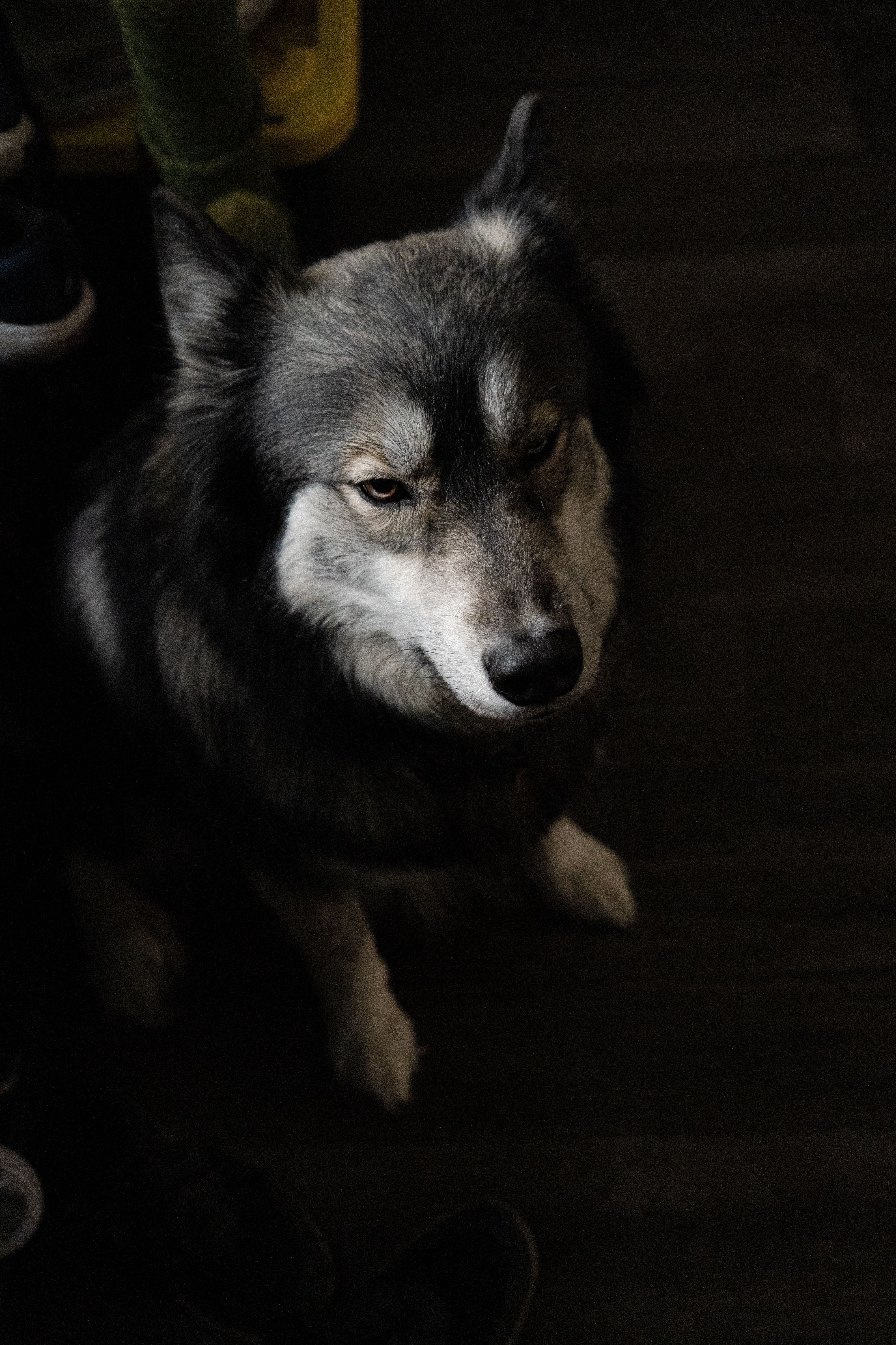 Moody close-up shot of a Siberian Husky indoors with shadowy lighting, capturing its striking features.