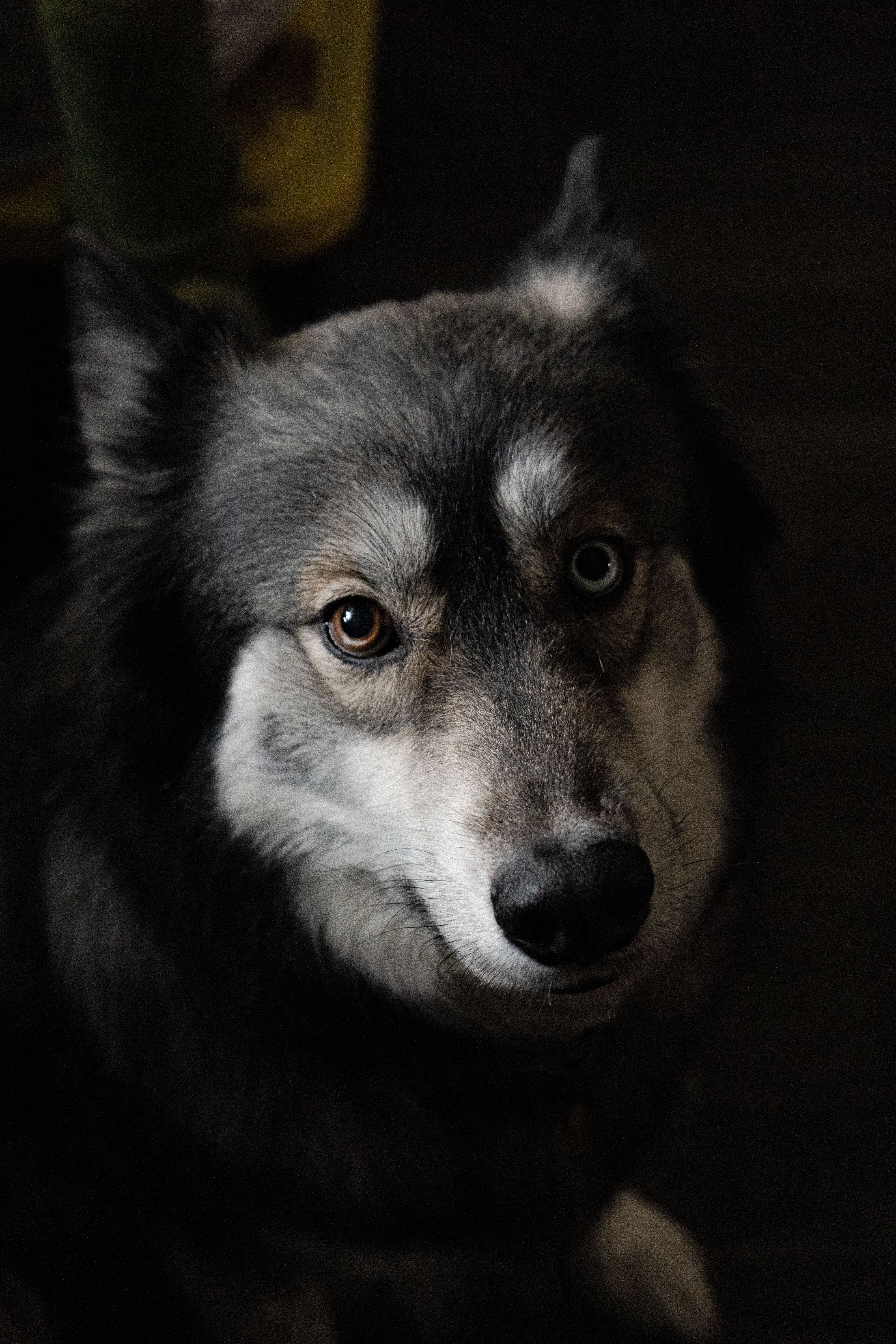 dog looking up