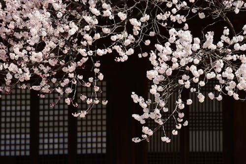 Close up of Cherry Blossoms