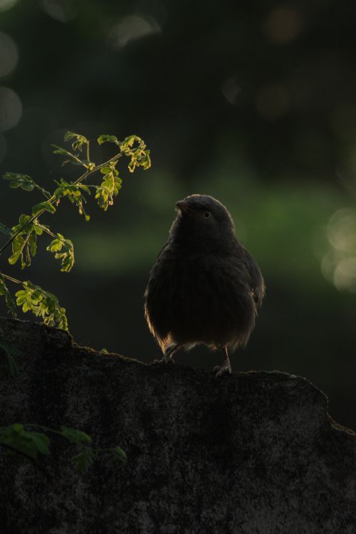 Free Jungle babbler Stock Photo