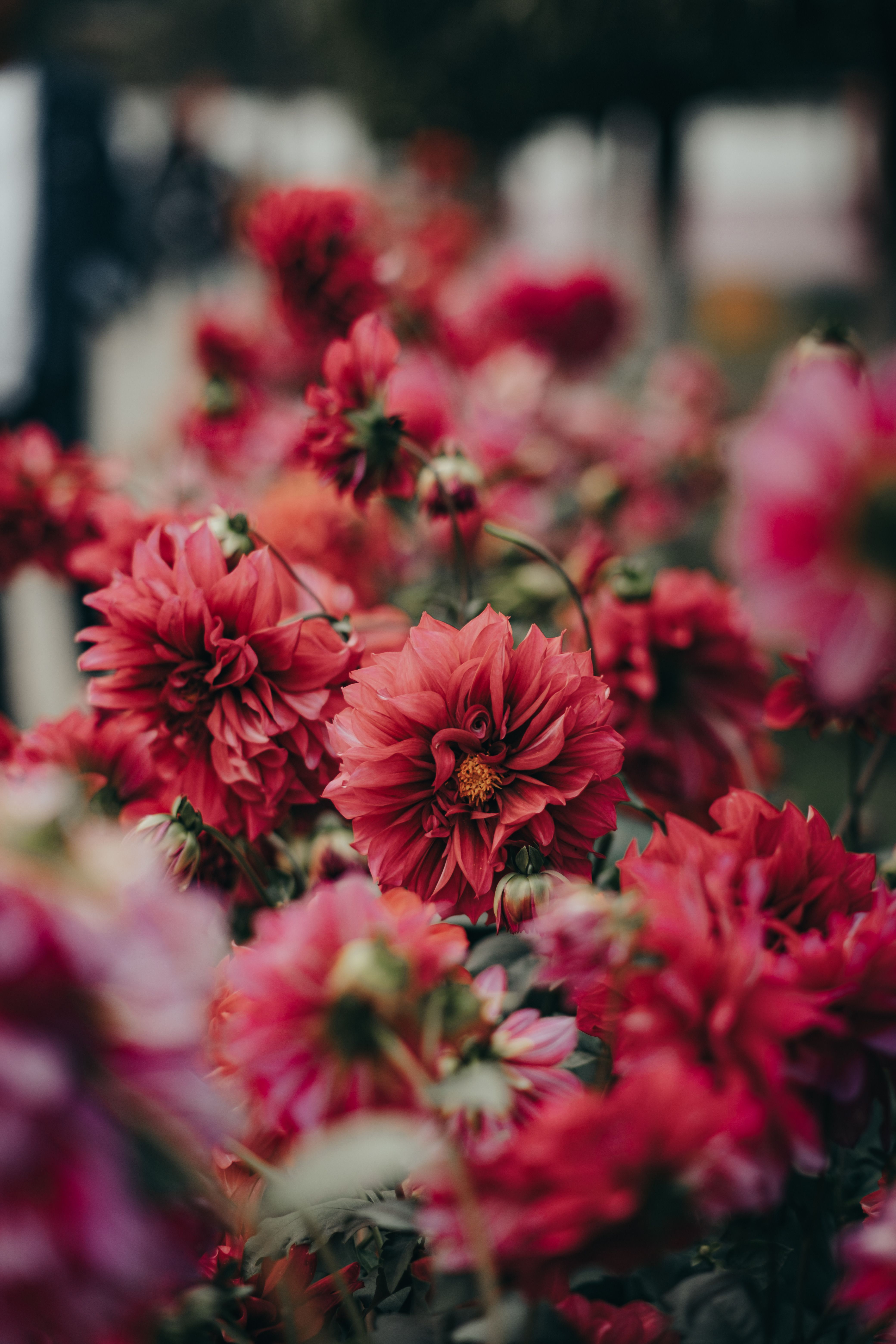 [ColoSach]-a-captivating-close-up-of-vibrant-red-dahlias-with-soft-focus-petals.