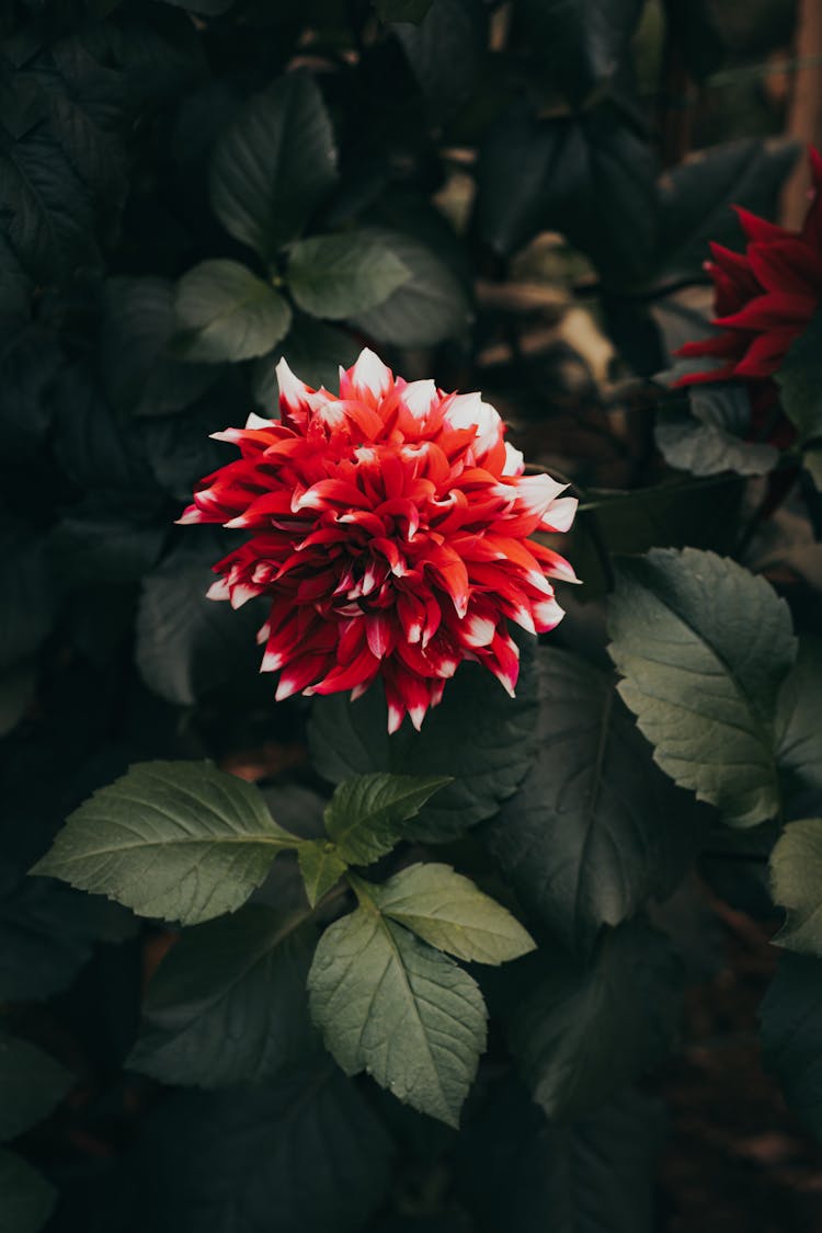 Close-up Of A Flower 