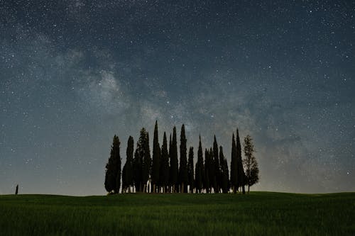 Ingyenes stockfotó csillag mező, éjszakai égbolt, fák témában