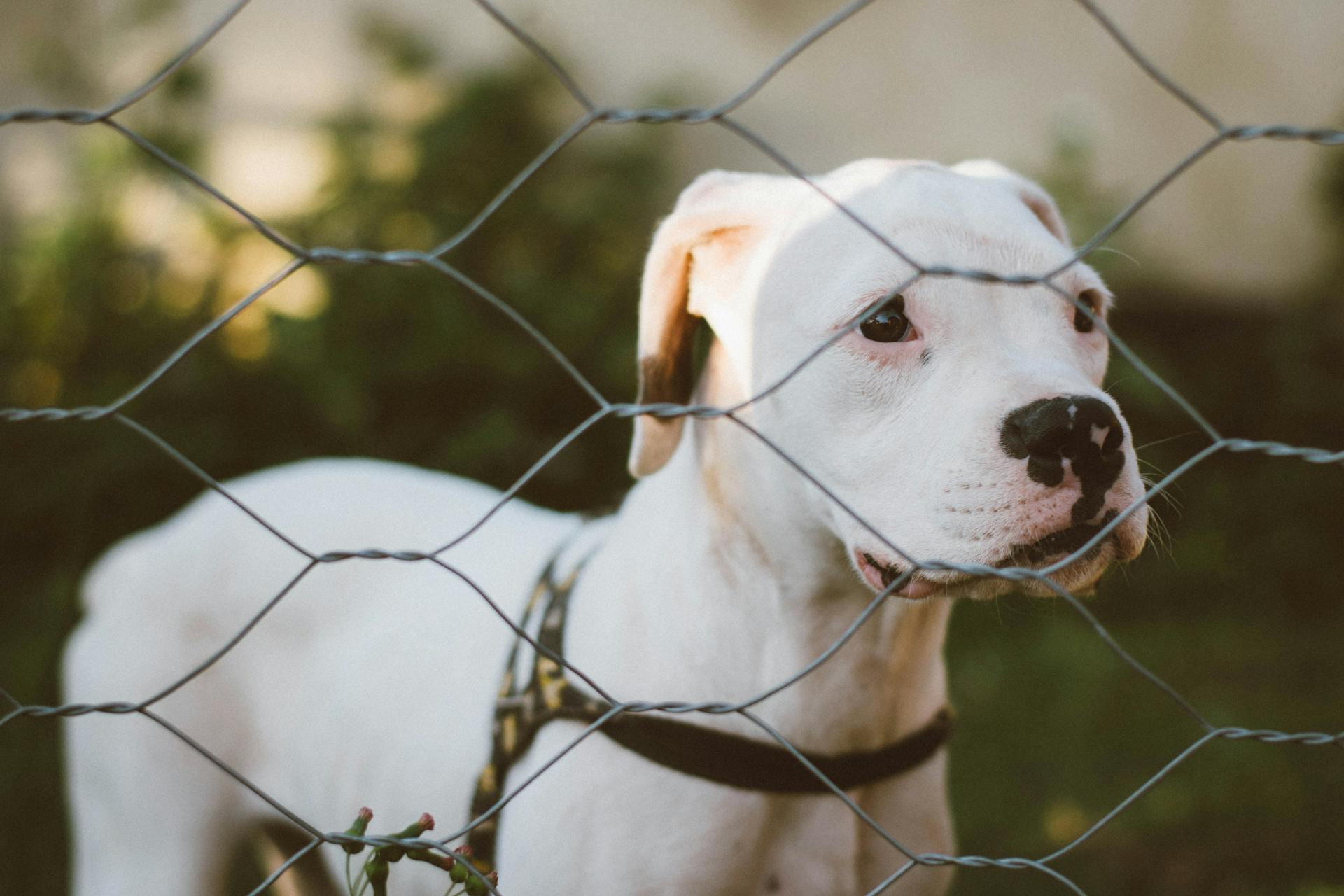 Cute Dog Standing behind Fence