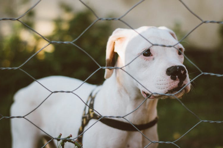 Cute Dog Standing Behind Fence