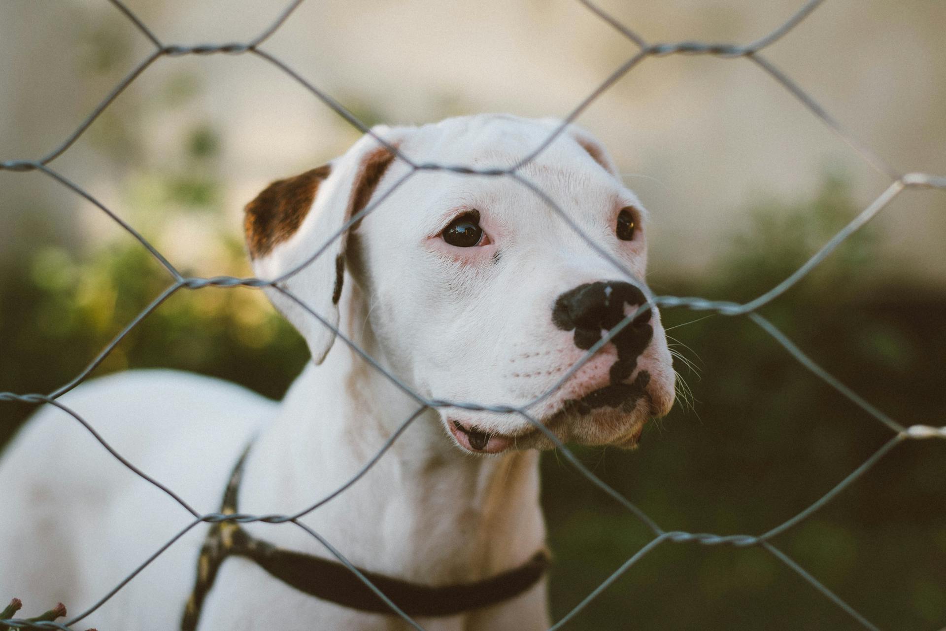 Dog Standing behind Fence