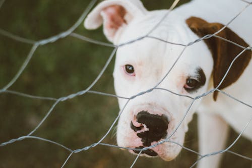 Portrait of Cute Dog Sitting behind Fence