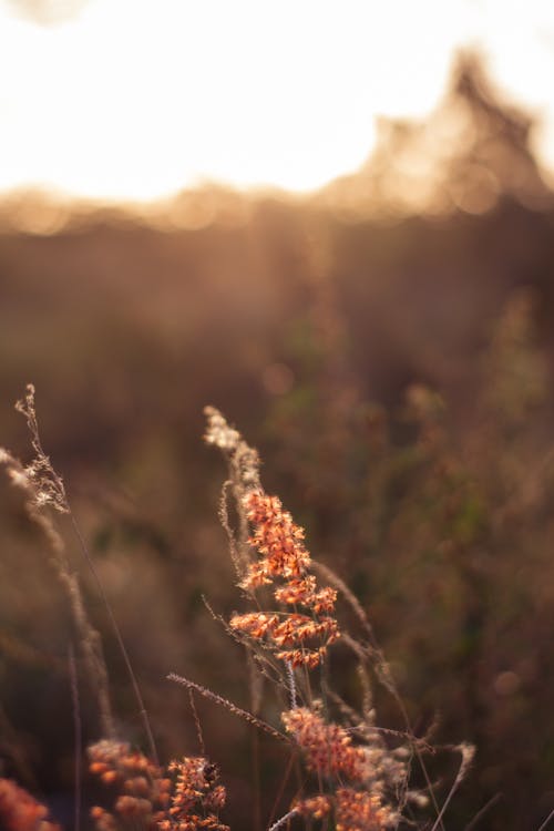 Sunlight over Thin Grasses