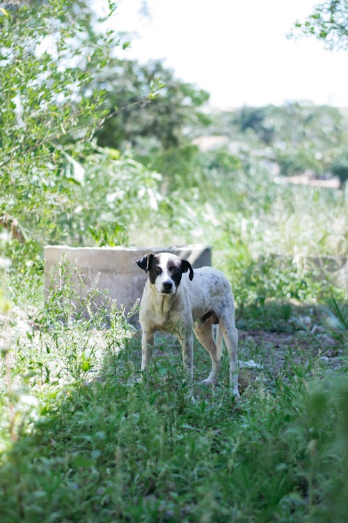 Dog on Grass near Bushes