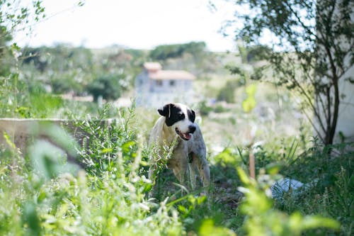 Photo of Dog on Grass