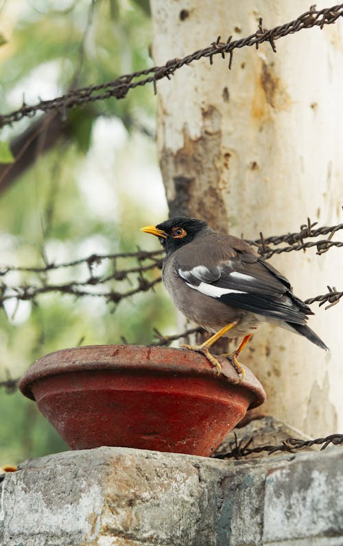 A bird sitting on a bowl on a concrete wall