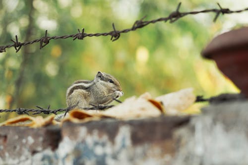 A chipmunt eating on a barbed wire fence