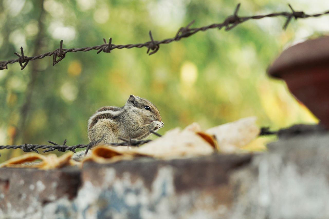 a close up of a squirrel nibbling food on a wall with barbed wire set