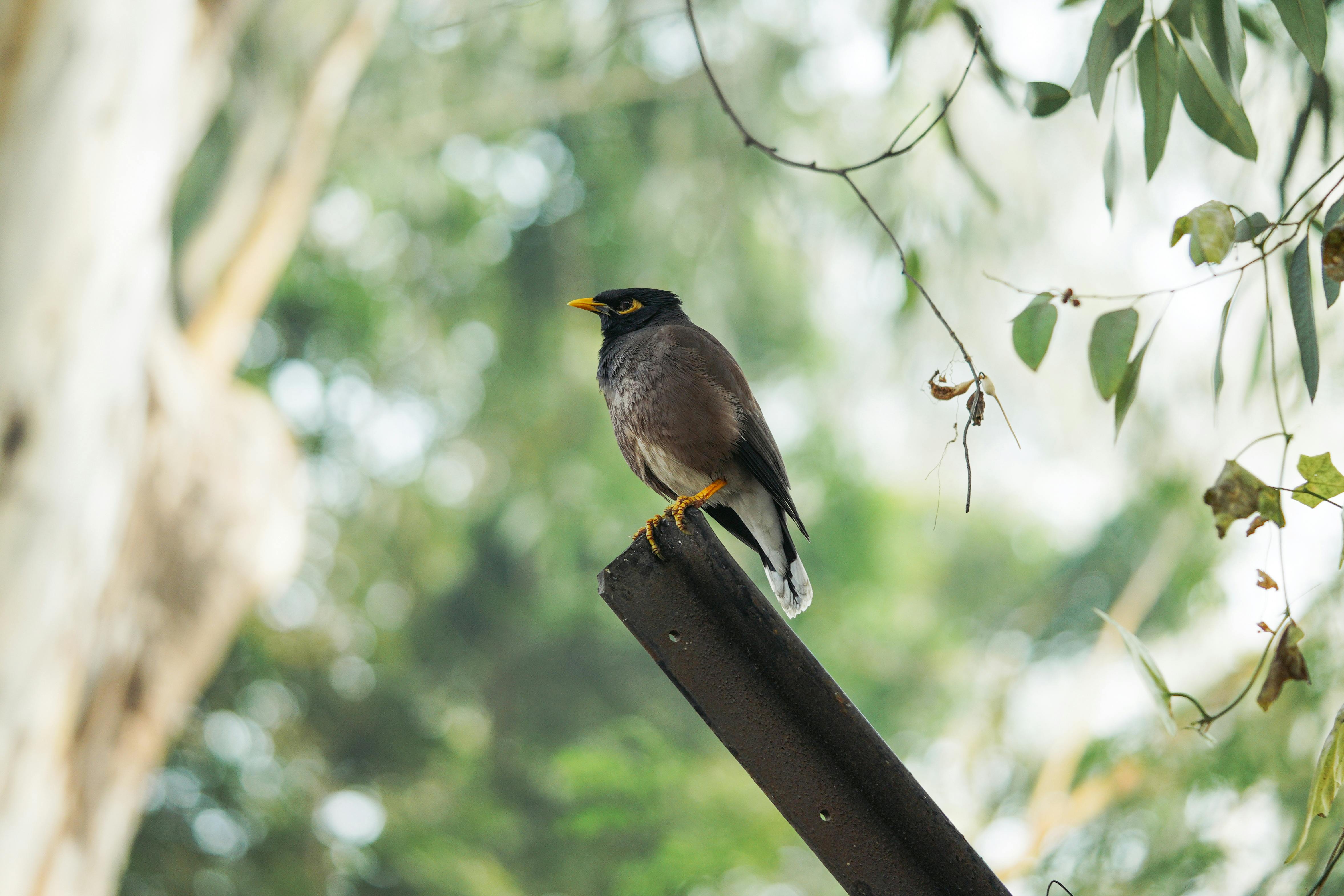 a bird is perched on a metal pole