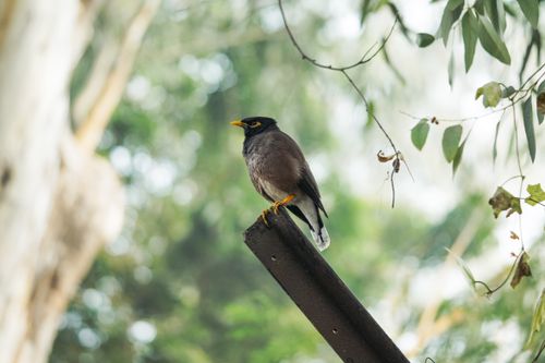 Free A myna bird perched gracefully on a metal beam amidst lush greenery. Stock Photo