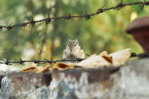 A small chipmunk sitting on top of a barbed wire fence