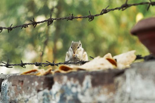 A delightful squirrel munches on food atop a brick wall, surrounded by barbed wire, in an outdoor setting.