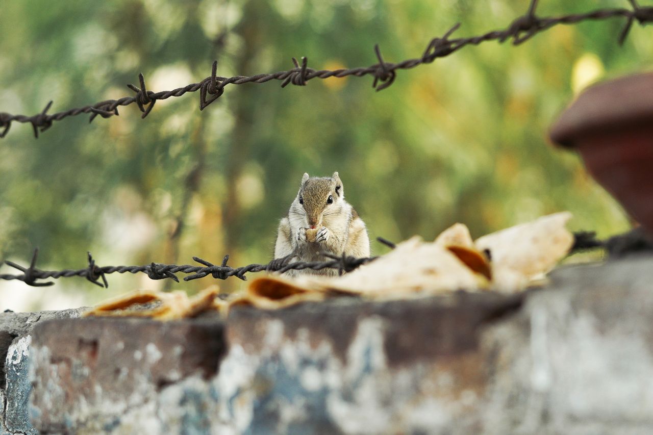 a delightful squirrel munches on food atop a brick wall surrounded by