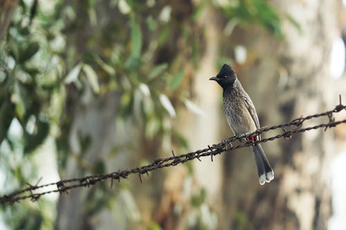 A bird perched on a barbed wire fence