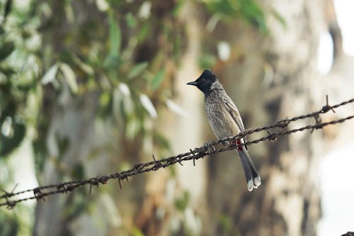 A bird sitting on a barbed wire fence