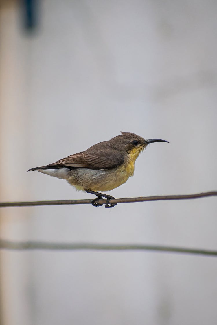 Close-Up Shot Of A Sunbird