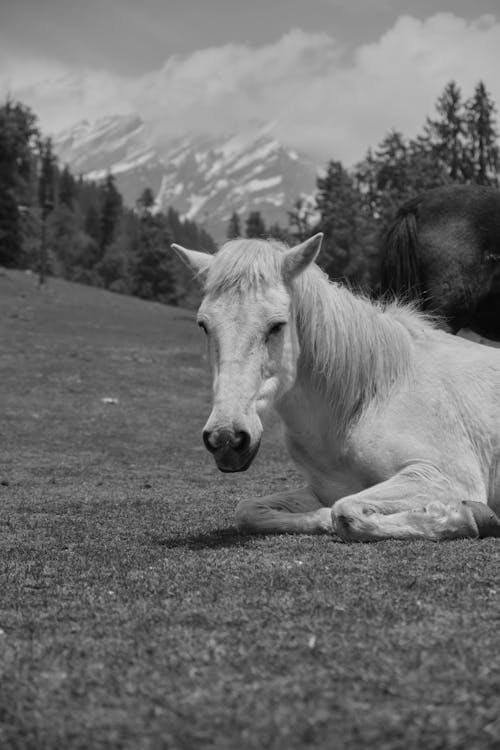 Imagine de stoc gratuită din alb-negru, animal de casă, cal