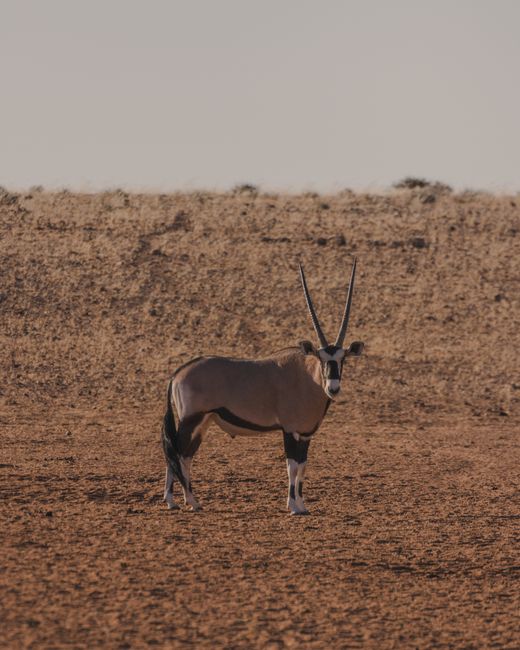 A solitary gemsbok in a vast, dry desert setting under a clear sky.
